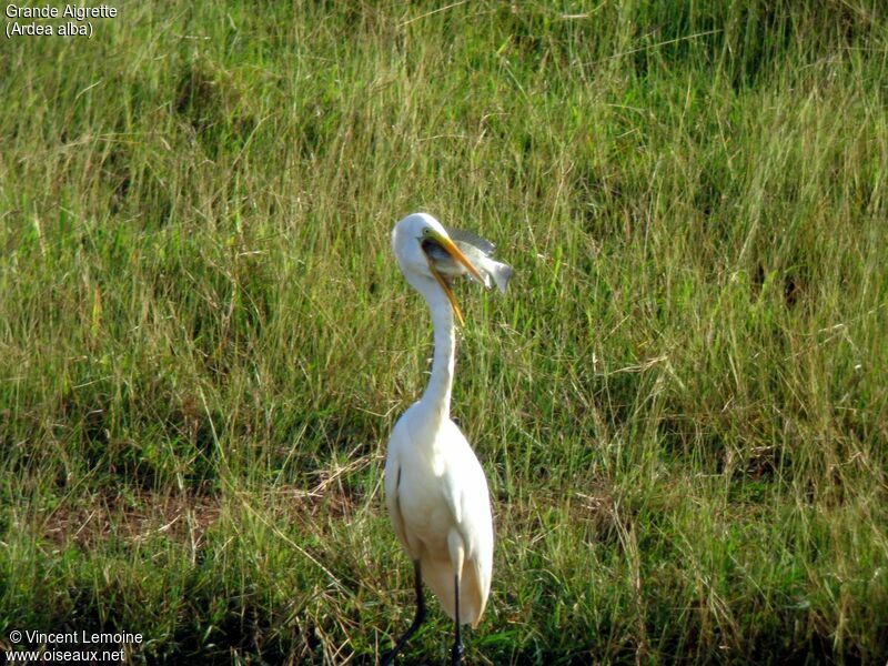 Grande Aigrette, mange