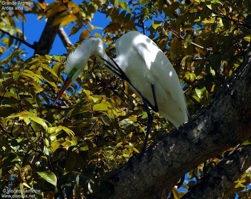 Great Egretadult breeding