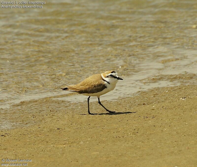 Kentish Plover male adult breeding