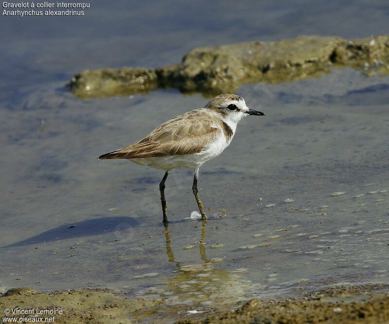 Kentish Plover