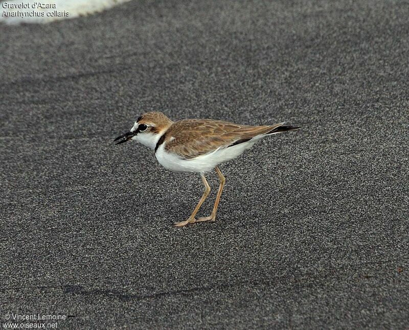 Collared Plover