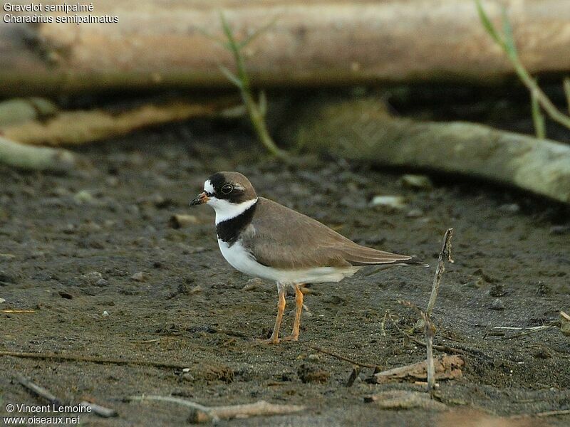 Semipalmated Plover