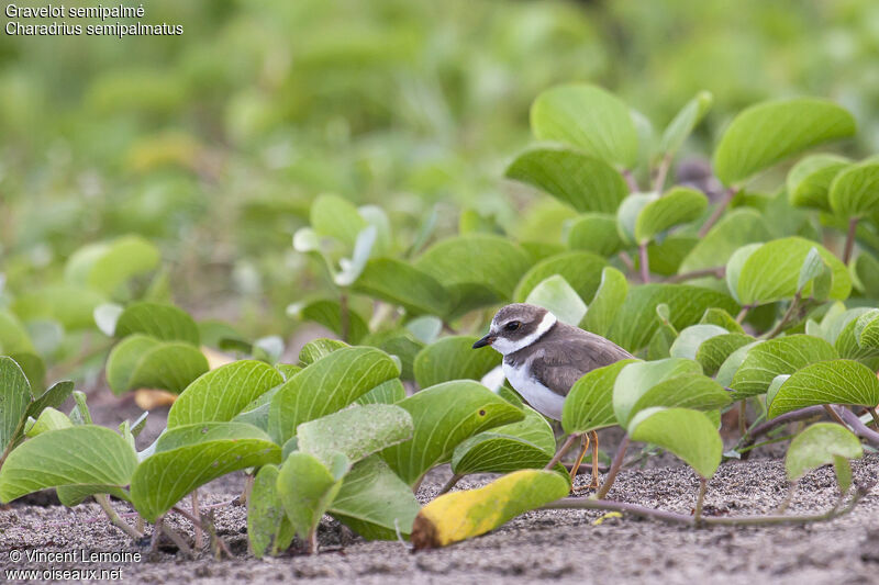 Semipalmated Plover