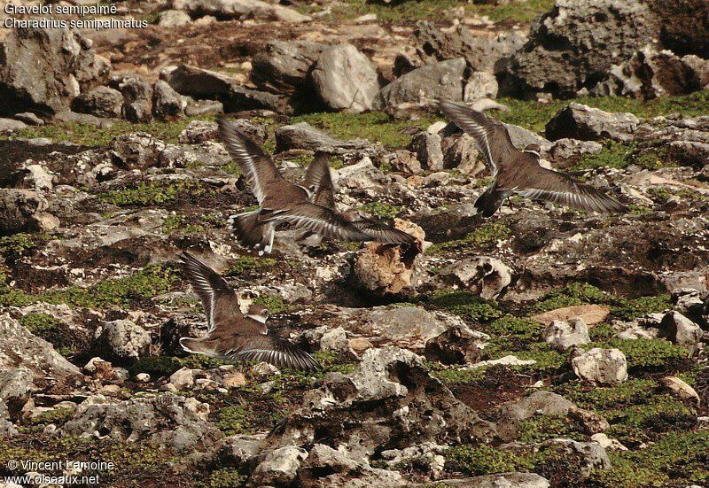 Semipalmated Plover, Flight