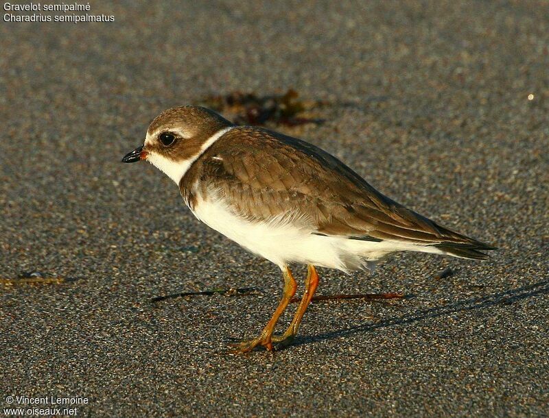 Semipalmated Ploveradult post breeding