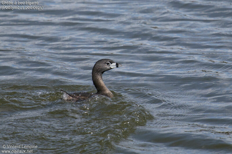 Pied-billed Grebe, close-up portrait