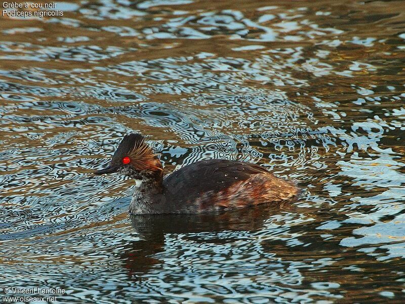 Black-necked Grebe