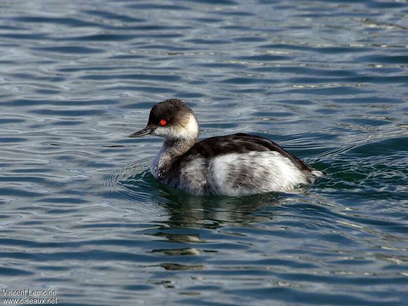 Black-necked Grebeadult post breeding, identification