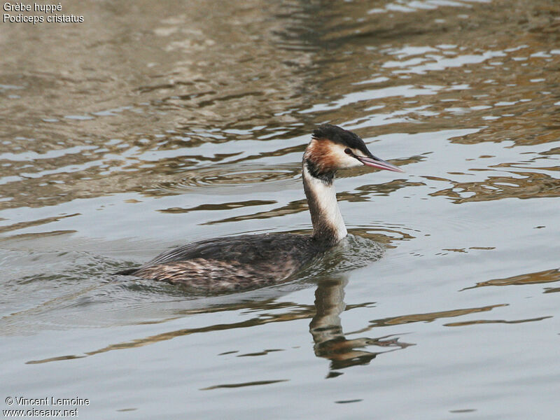 Great Crested Grebe