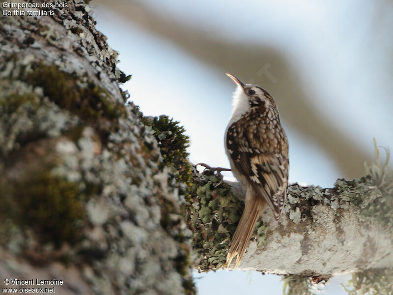 Eurasian Treecreeper