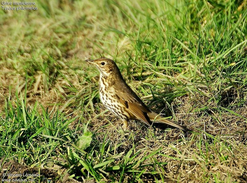 Song Thrush