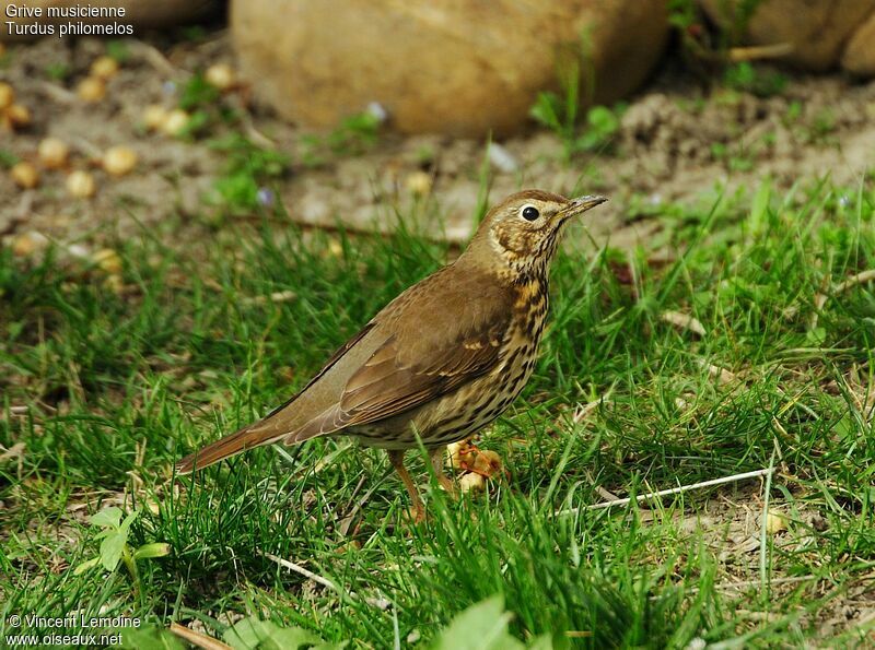 Song Thrush