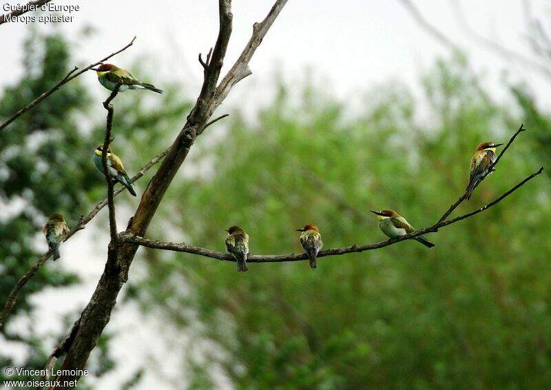 European Bee-eater