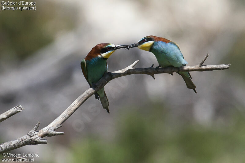 European Bee-eater adult