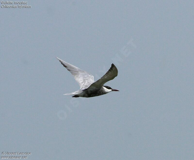 Whiskered Tern