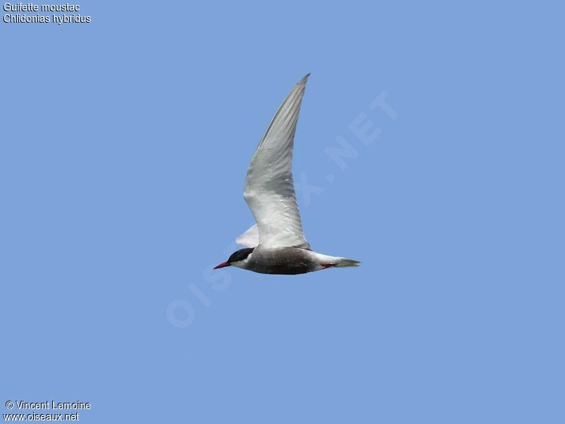 Whiskered Tern