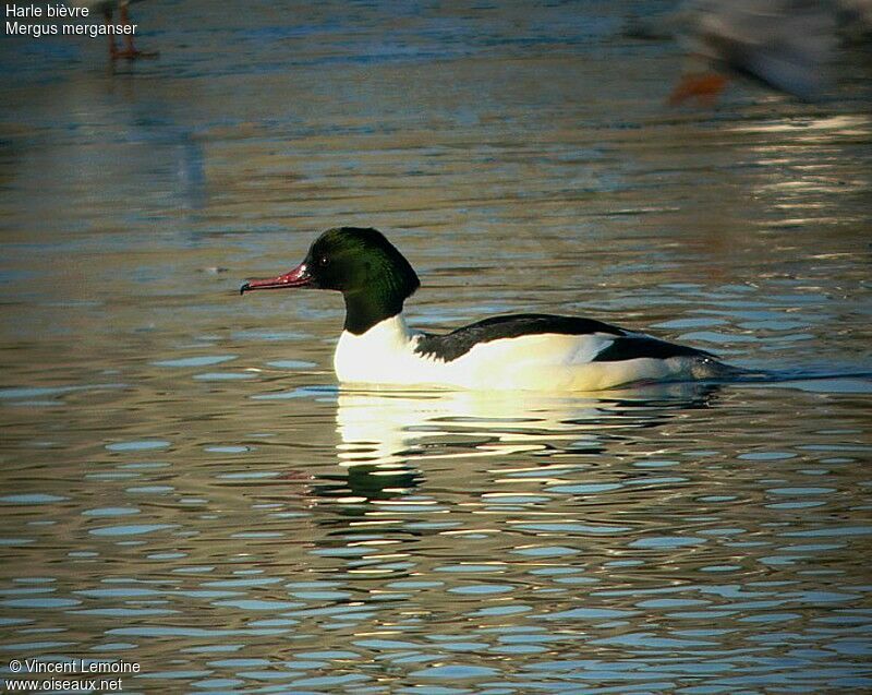 Common Merganser