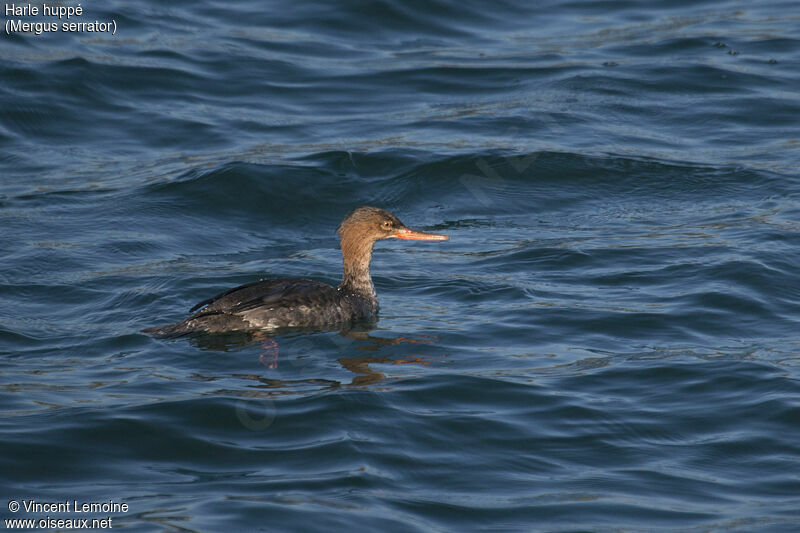 Red-breasted Merganser female