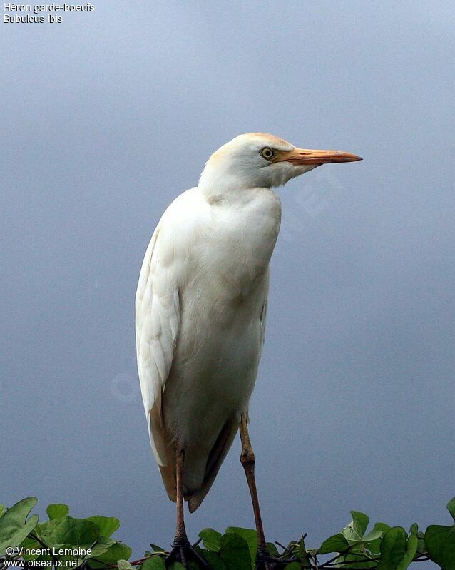 Western Cattle Egret