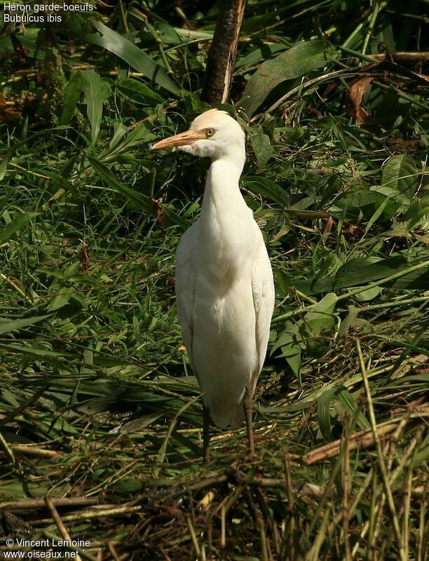 Western Cattle Egret