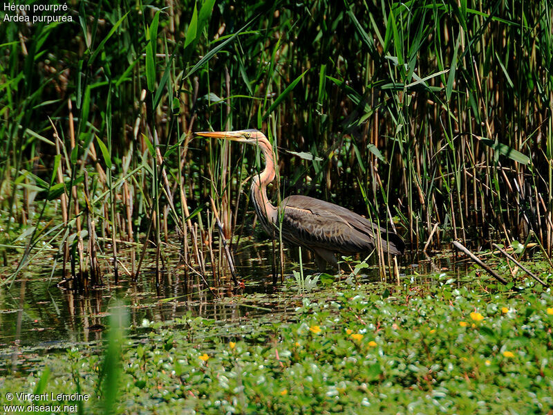 Purple Heron