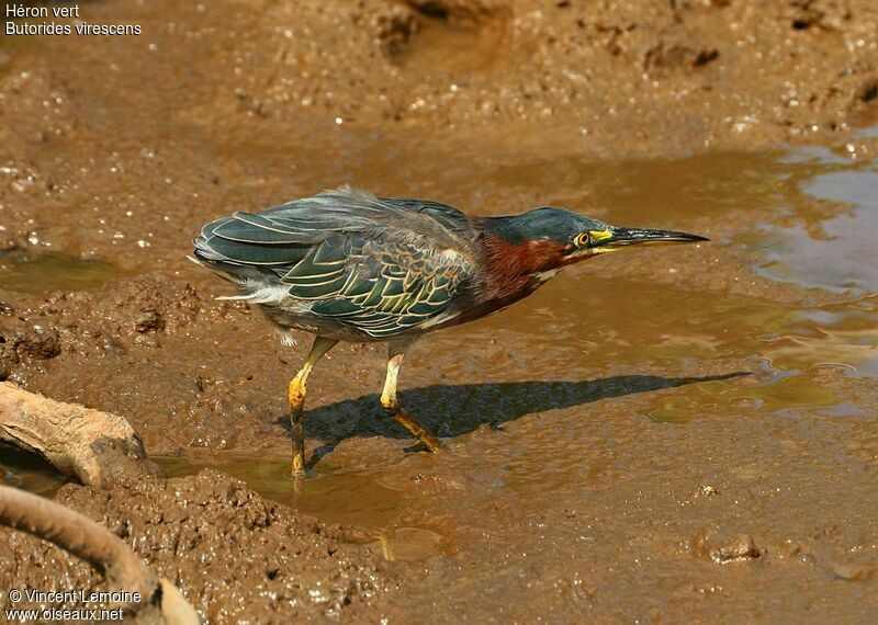 Green Heron