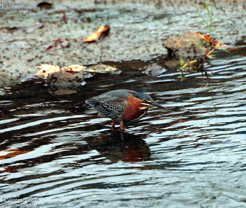 Green Heron