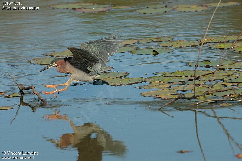 Green Heronadult