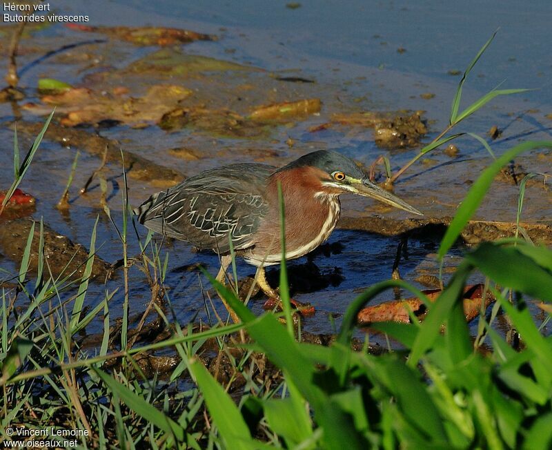 Green Heron