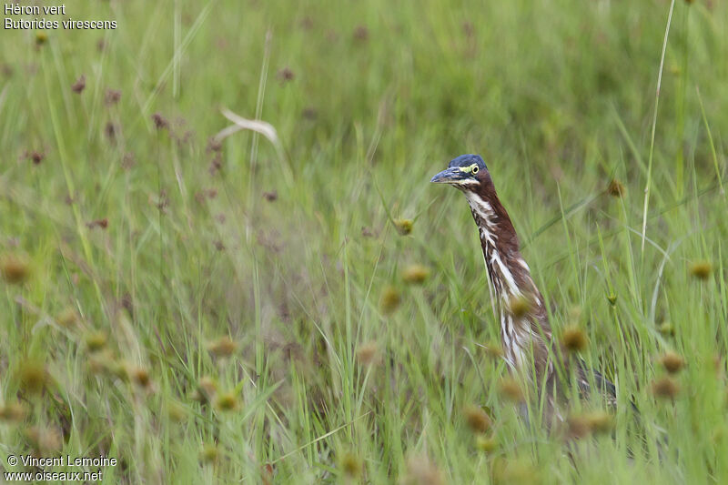 Green Heron