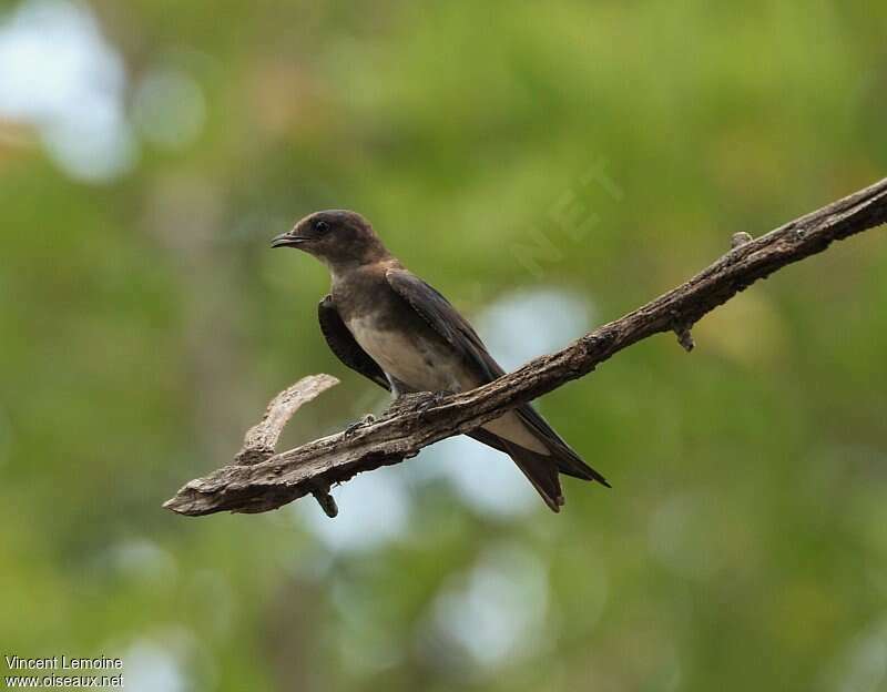 Caribbean Martinimmature, identification