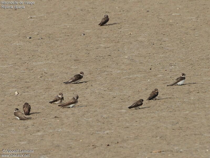 Sand Martin