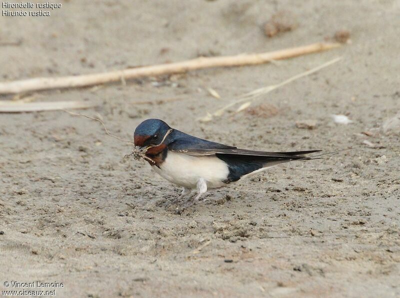 Barn Swallow