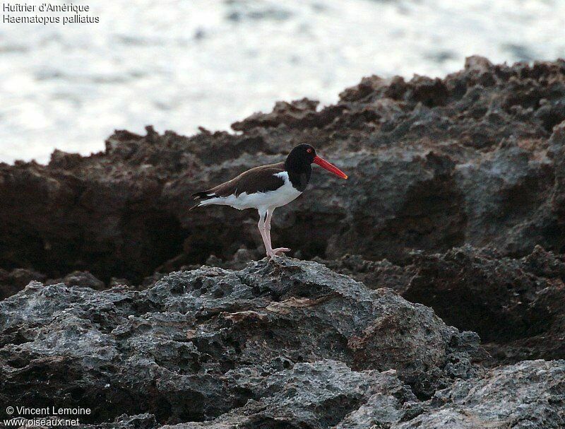 American Oystercatcher