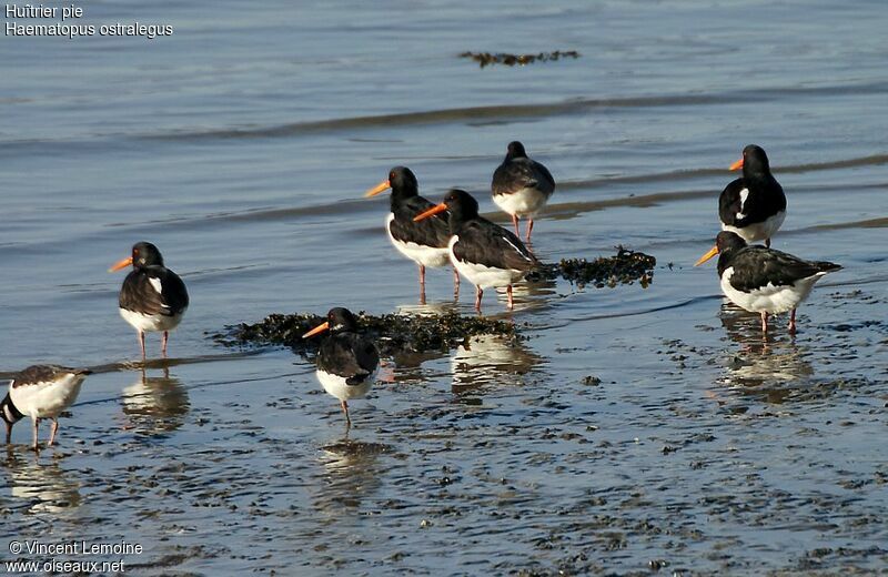 Eurasian Oystercatcher