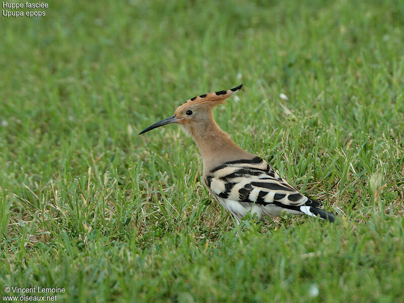 Eurasian Hoopoe