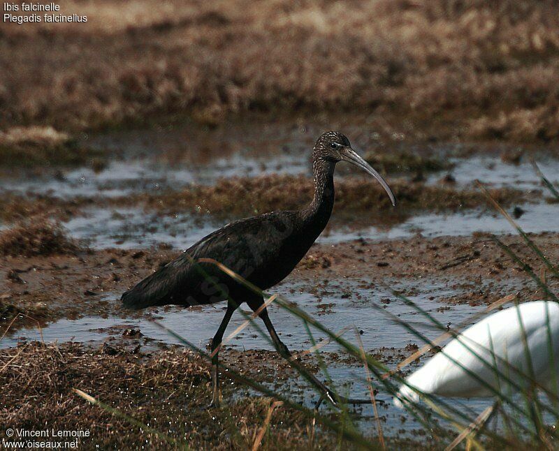 Ibis falcinellejuvénile