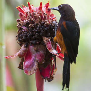 Oriole de Martinique