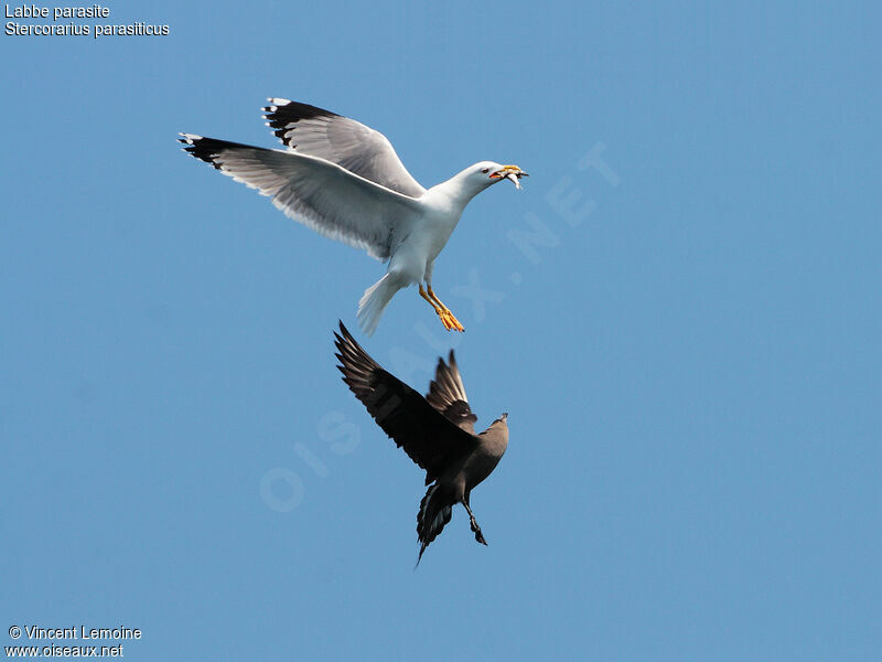 Parasitic Jaegeradult