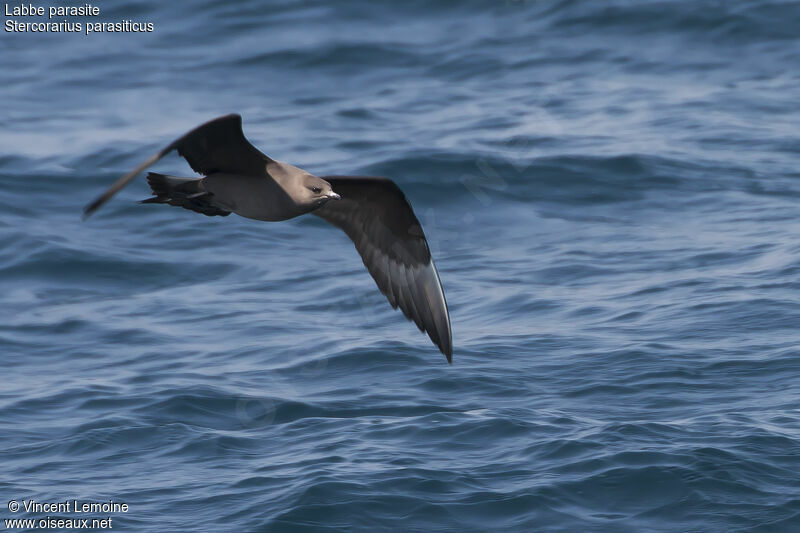 Parasitic Jaeger