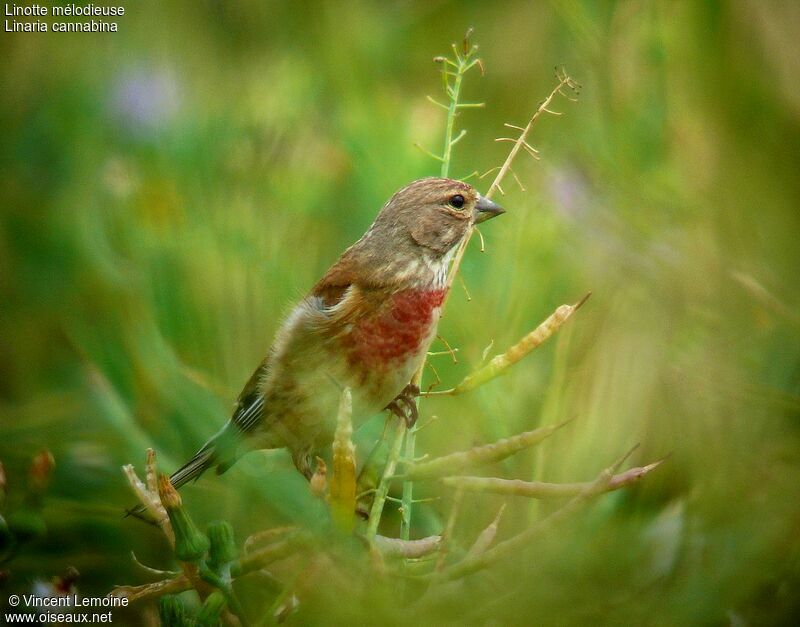 Common Linnet male adult breeding