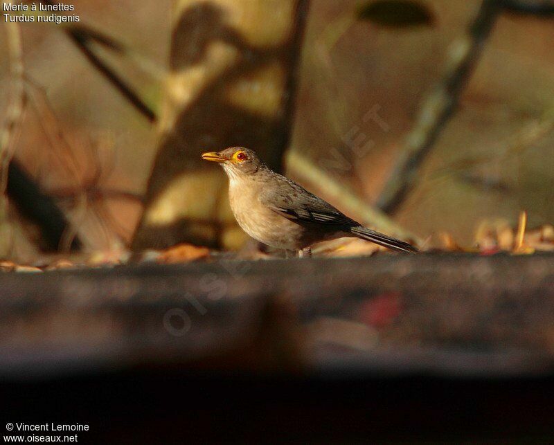 Spectacled Thrush