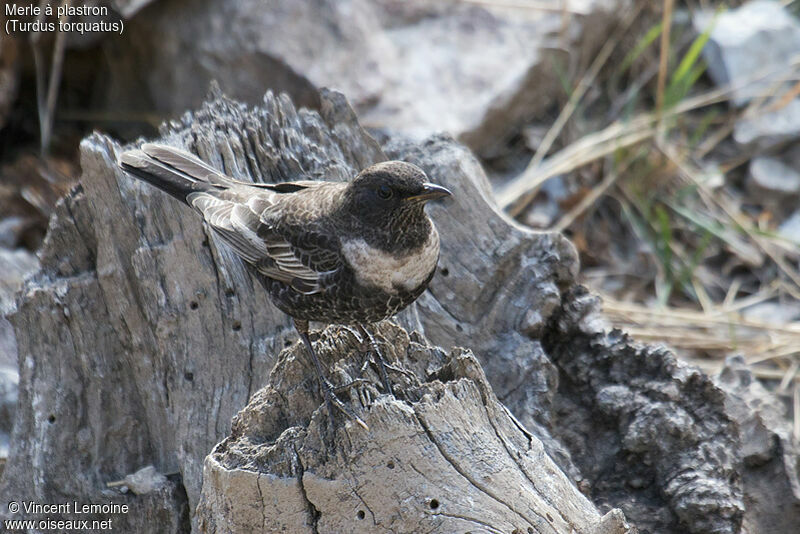 Merle à plastron, identification, portrait