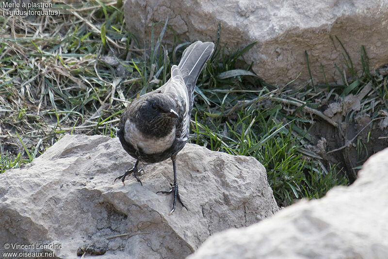 Merle à plastronadulte, identification, portrait