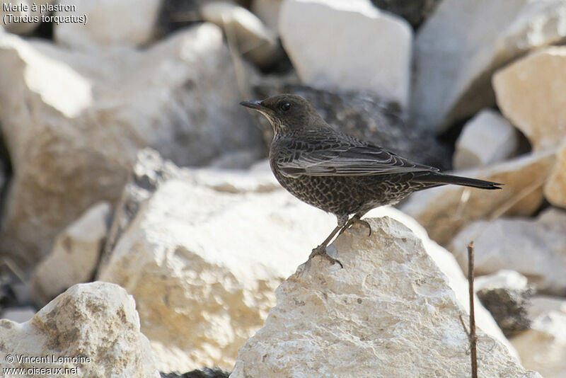 Ring Ouzel