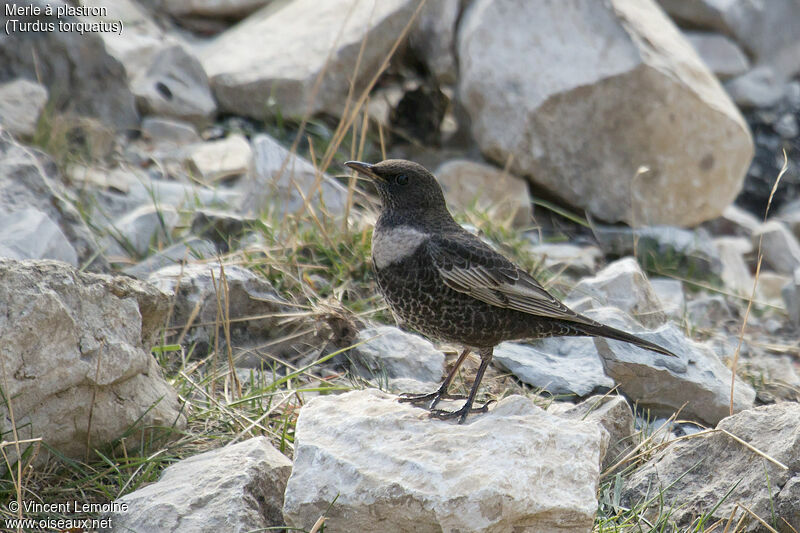 Ring Ouzel