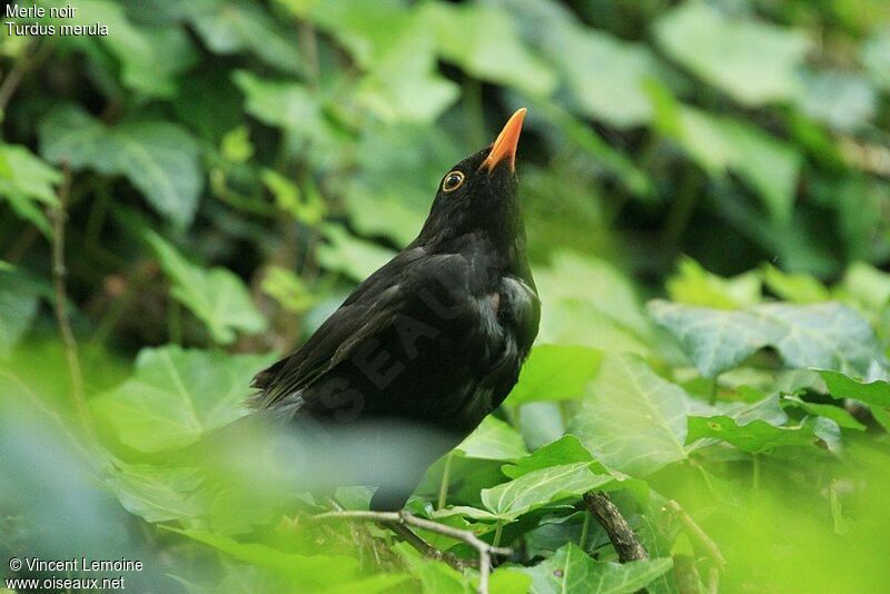 Common Blackbird male adult