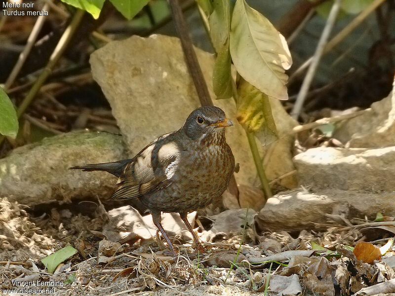 Common Blackbird female adult