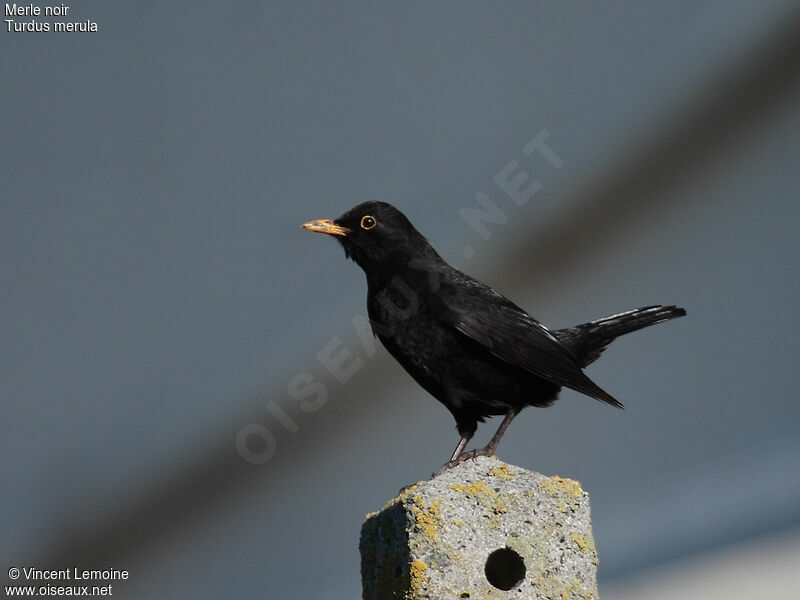 Common Blackbird male