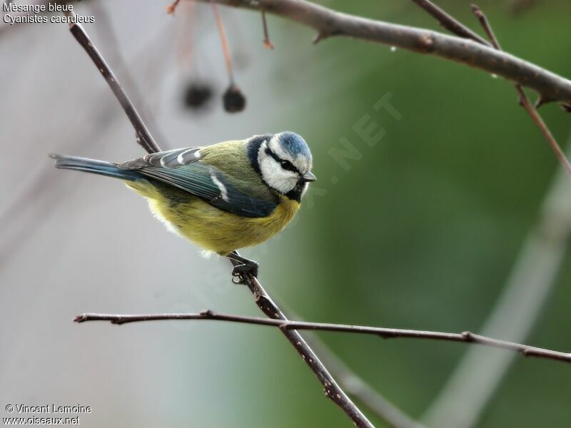 Eurasian Blue Tit